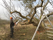 Orchard restoration