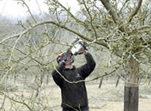 Orchard restoration